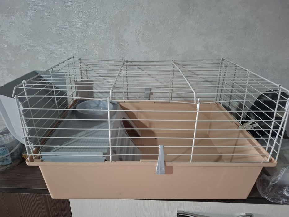 Продам морских свинок с клетками