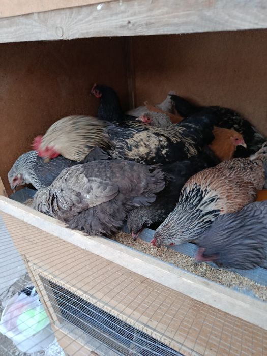 Damashni tovuqla sotladi