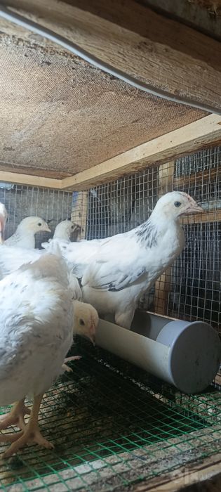Adler tovuq jojalar 45,60,75 kunli