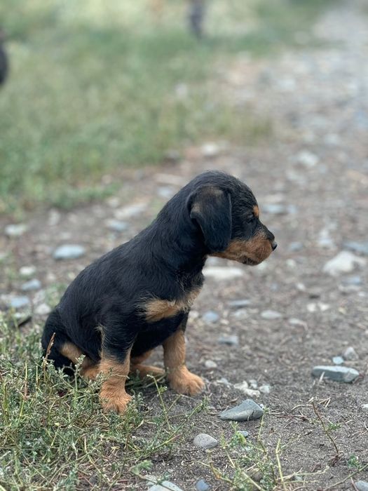 Продам щенков охотничья порода!