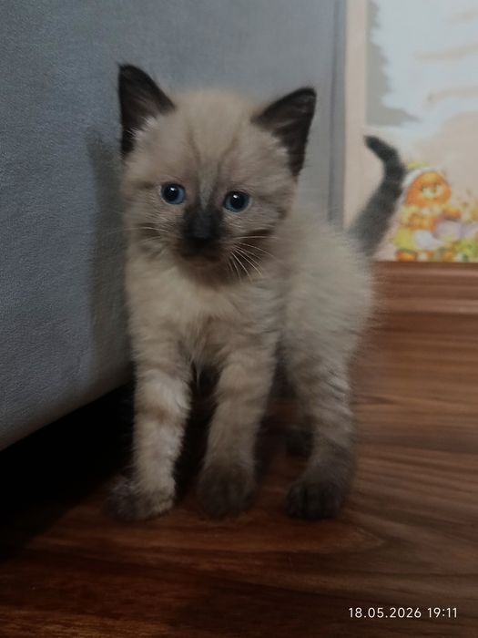 Котята|Марғаулар