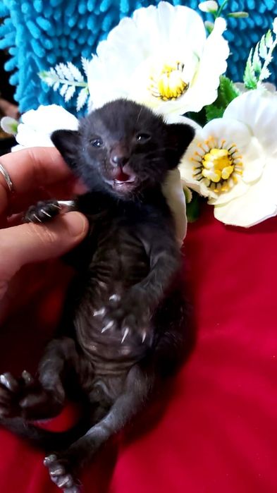 Black- чёрный ОРИЕНТАЛ