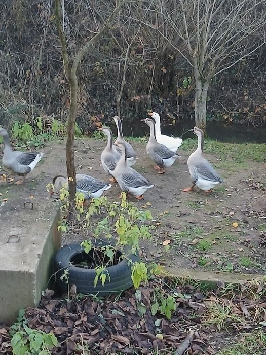 .Gâscă de vânzare