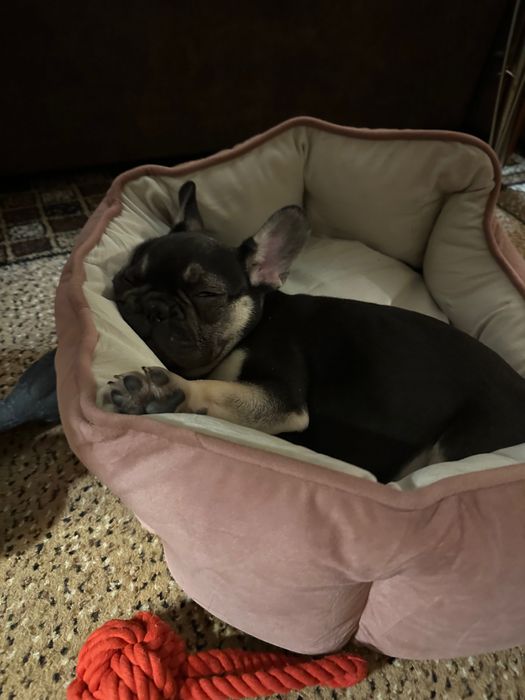 Френски булдог женски