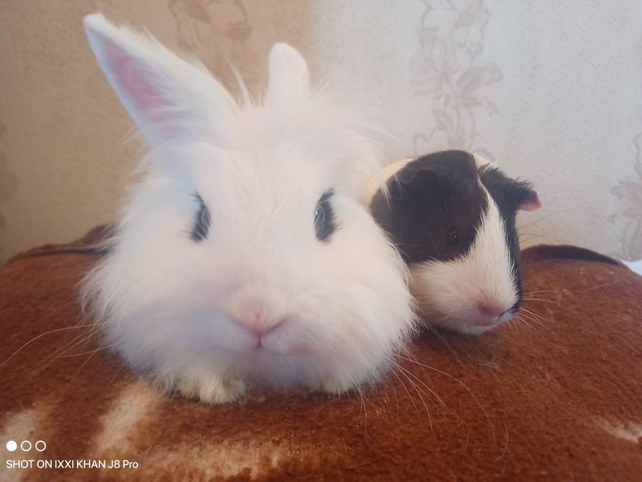 Кролик декоративный