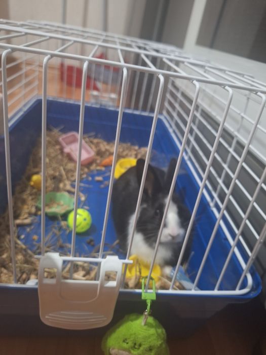 Отдам кролика в добрые руки