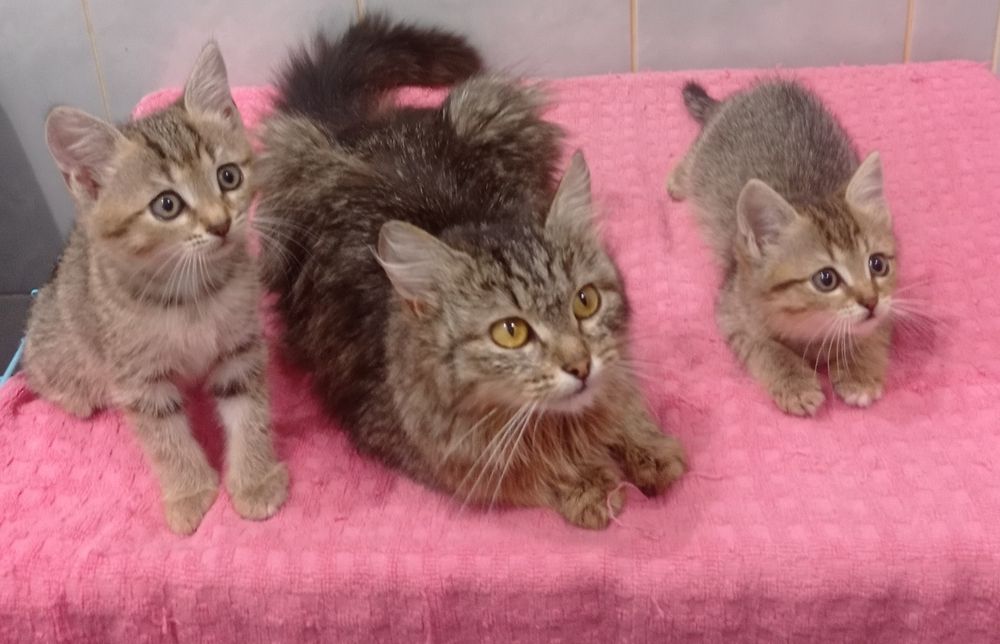 Отдам котят в добрые руки
