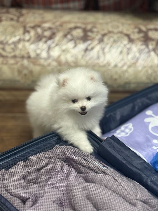 Продам немецкого шпица 2 месяца