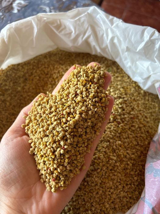 Polen primavara 2025