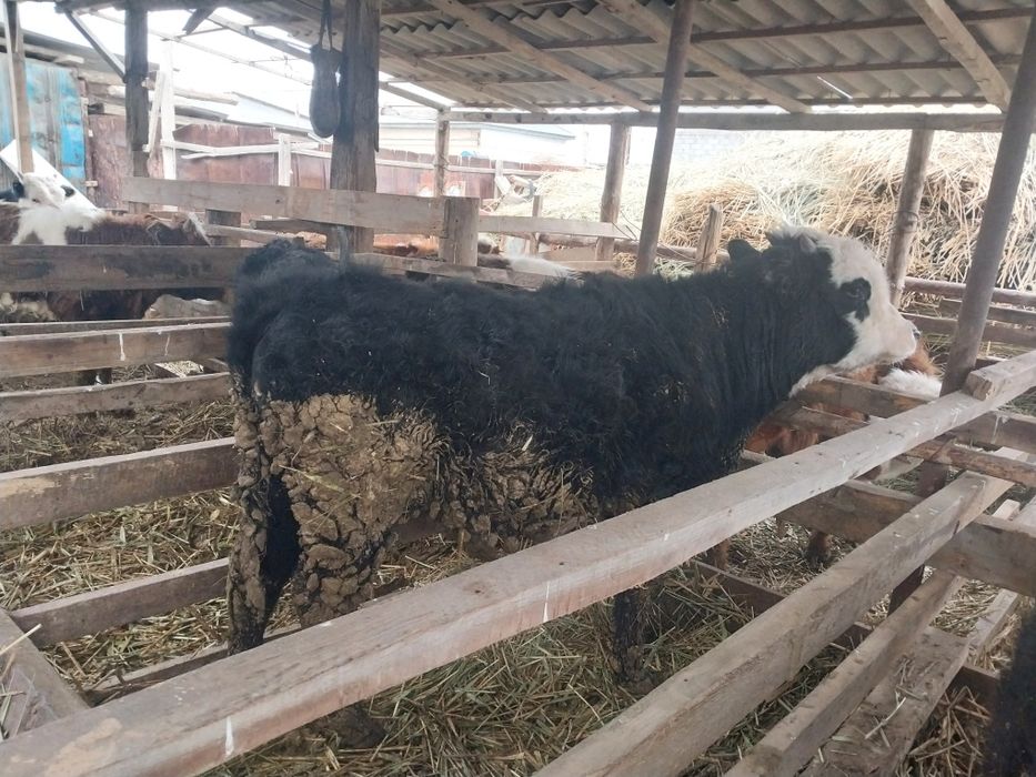 Баспақтар сатылады