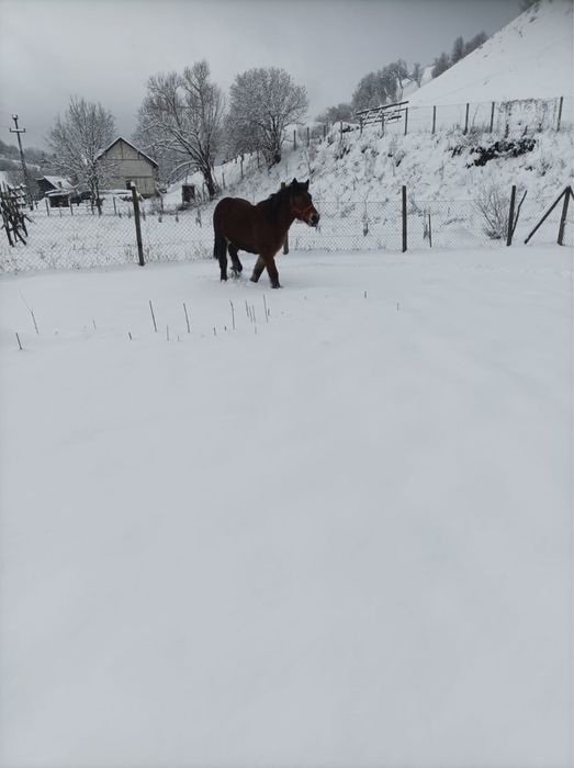 Minza de 1 an jumate