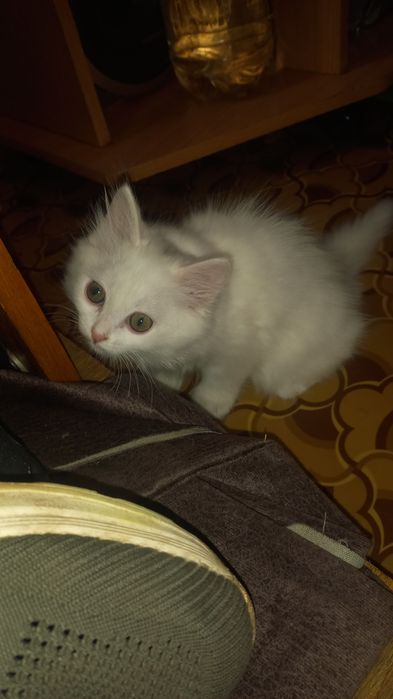 Котики отдам даром