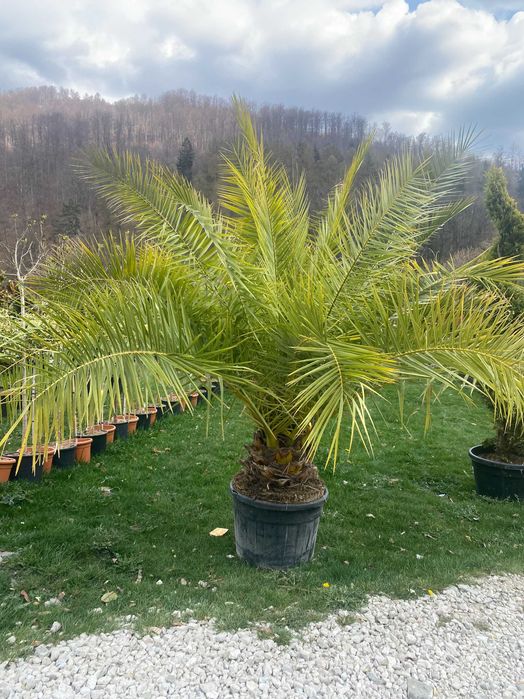 Plante Ornamentale pentru Gradini si Curti