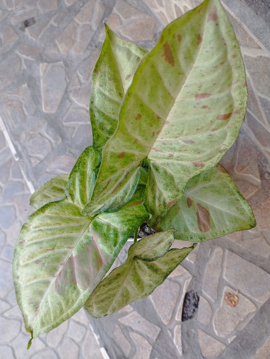 комнатные цветы не дорого