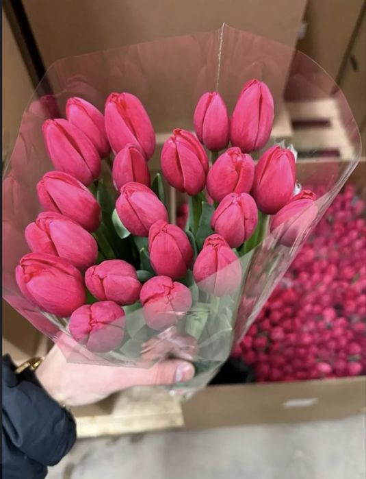 Тюльпаны высшего качества