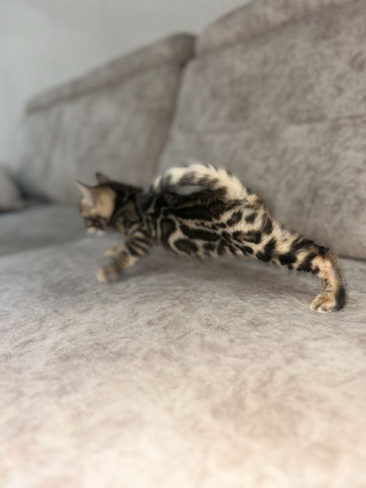 Бенгальские котята