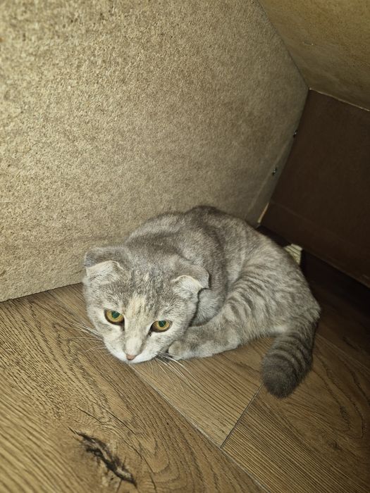 Отдам кошку в хорошие руки