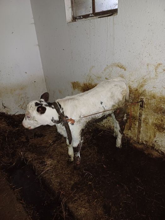 Vând viței, 4 femele si un mascul