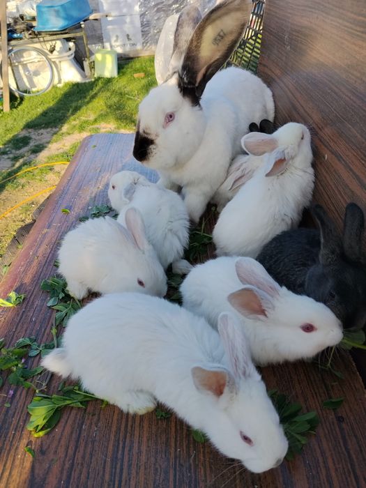 Pui de iepure urias de transilvania