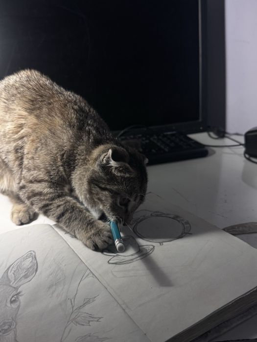 продается кошка вислоухая