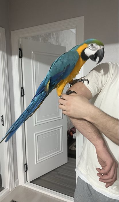 Продается попугай арра