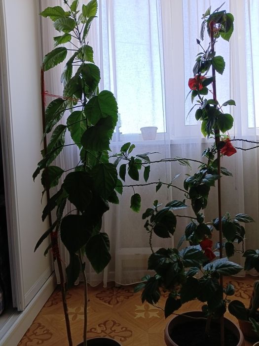 Продаётся розы огромные две розы за 10000