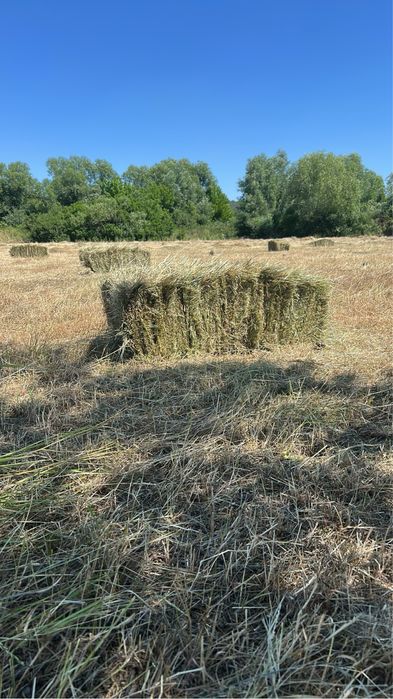 Vand baloti de fan 2025