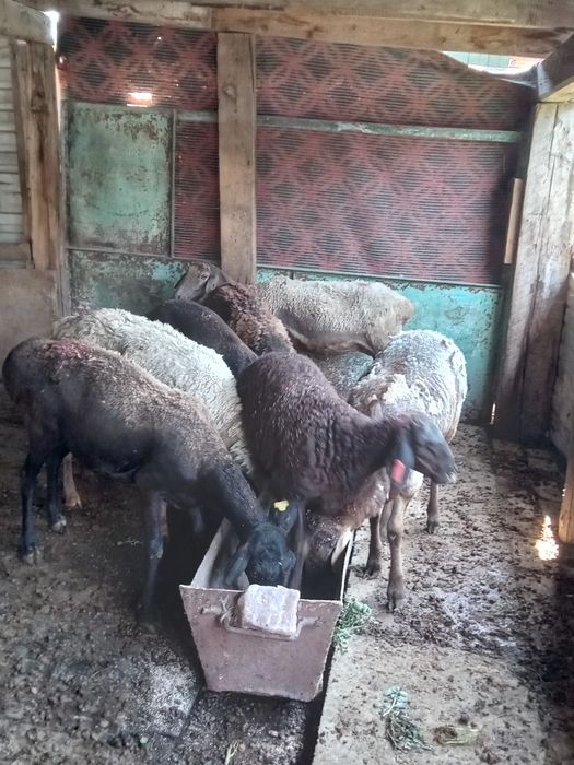 Продам Баран ...