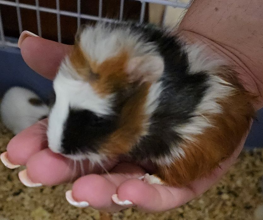 Maimuțoi îmblăniti