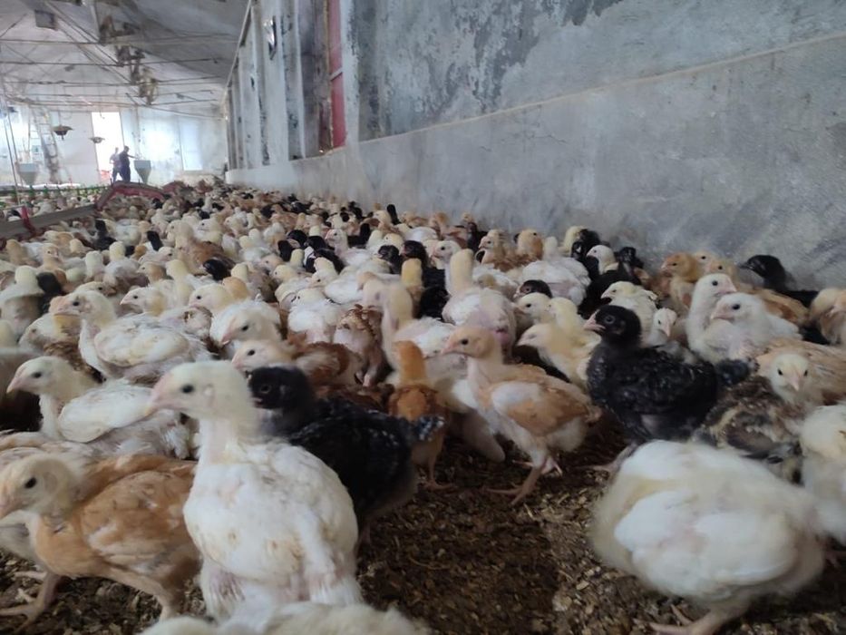 Pui albi de de carne și rasa mixta