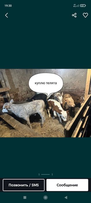 Телята звоните пишите.