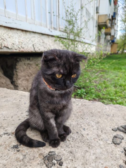 Породистая кошечка