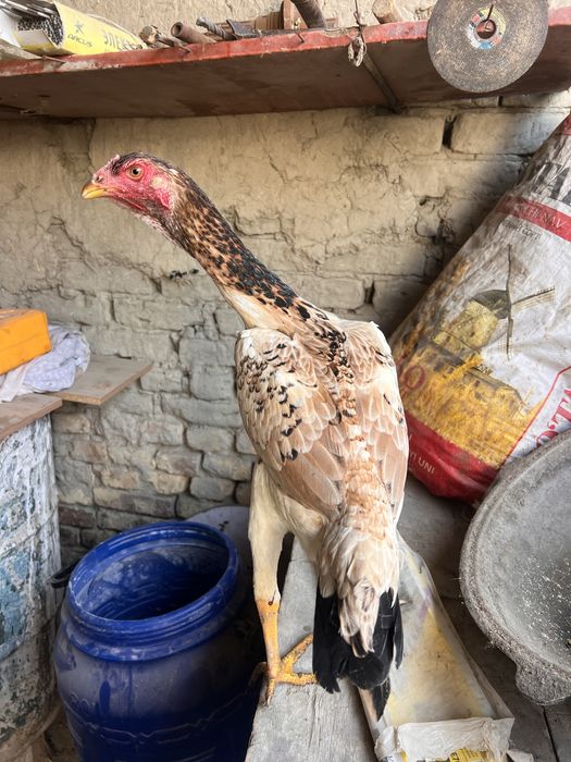 Даканг тухумлари сотилади