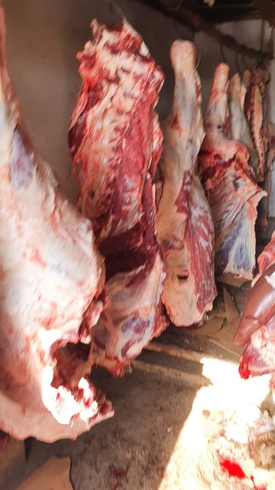 Жас тайыншалар тушалап сатылады