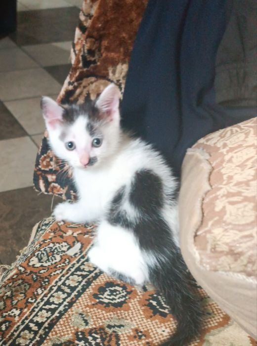 дарю домашних котят
