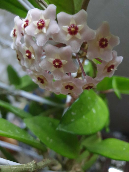 Хойя Карноза или восковый плющ