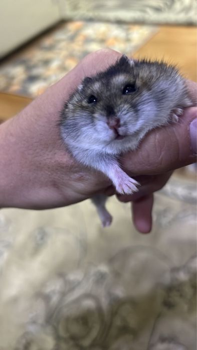 Джунгарские хомяки