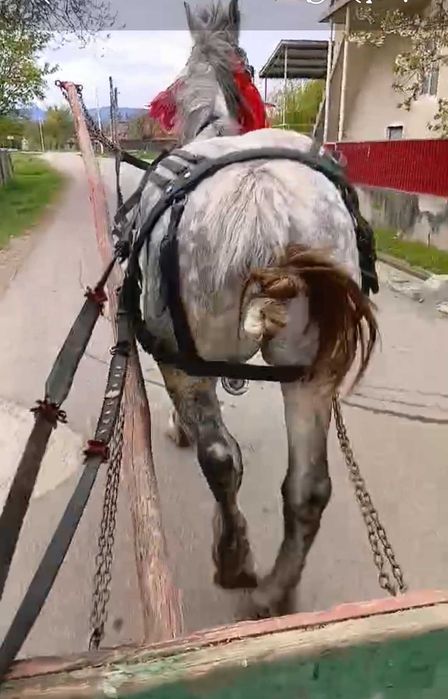 De vanzare cal castrat de 7 ani cal curat cuminte accept ori ce proba la fata locului mai multe detali in privat