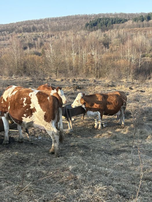 Vand vaci,vitele,taurasi