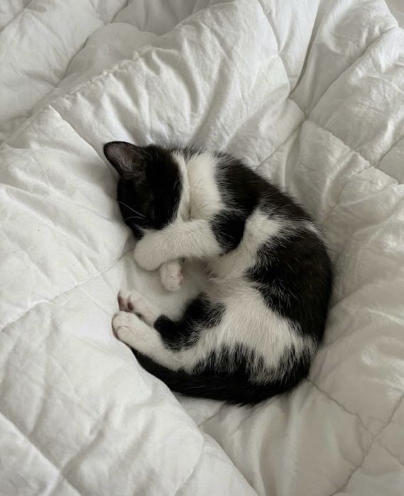 отдаю двух котят даром
