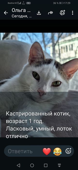 Котик бесплатно!