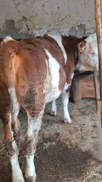 Vând vițele de 6 luni