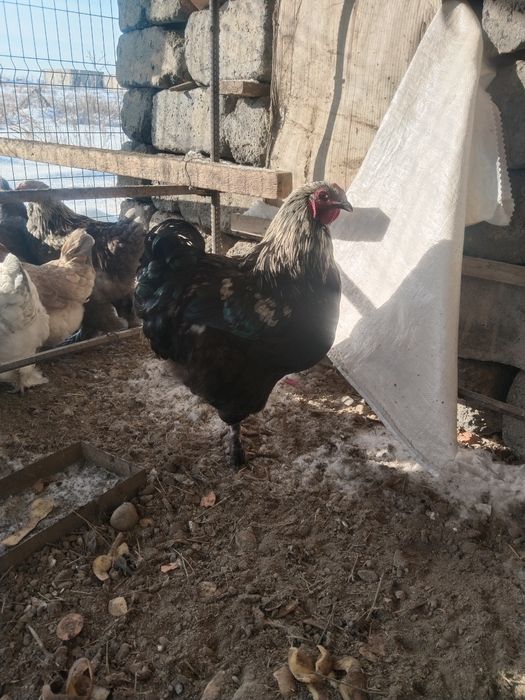 Әиеш петух продам