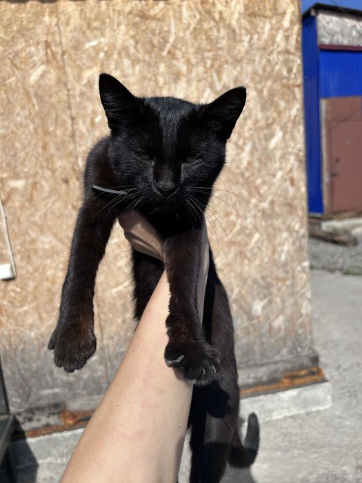Кошечка в добрые руки