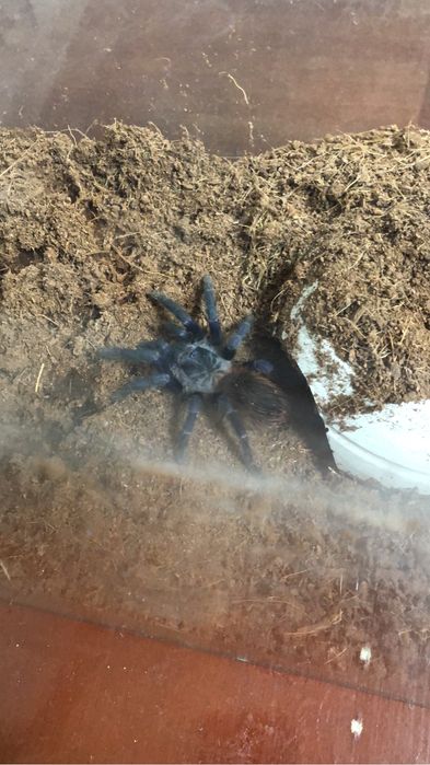 Pterinopelma sazimai