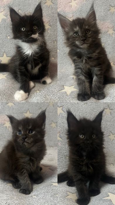 КОТЯТА_Продаются_