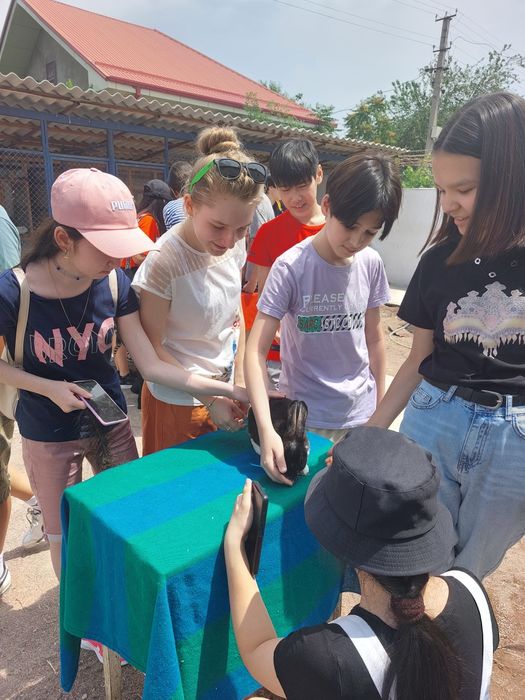 Карликовые кролики разных окрасов.