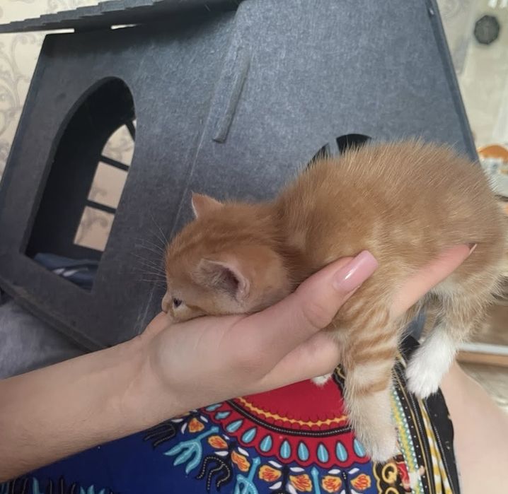 Милые котята ищут любящие семьи