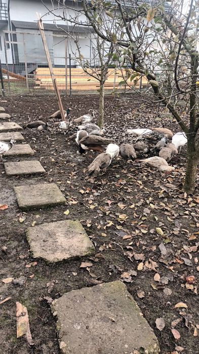 Pauni rate mandarine, caroline, pitica olandeza.