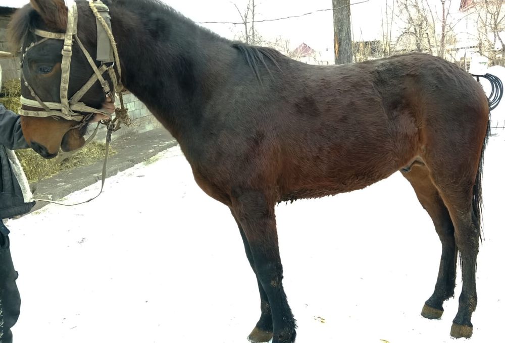 Продам жеребца .